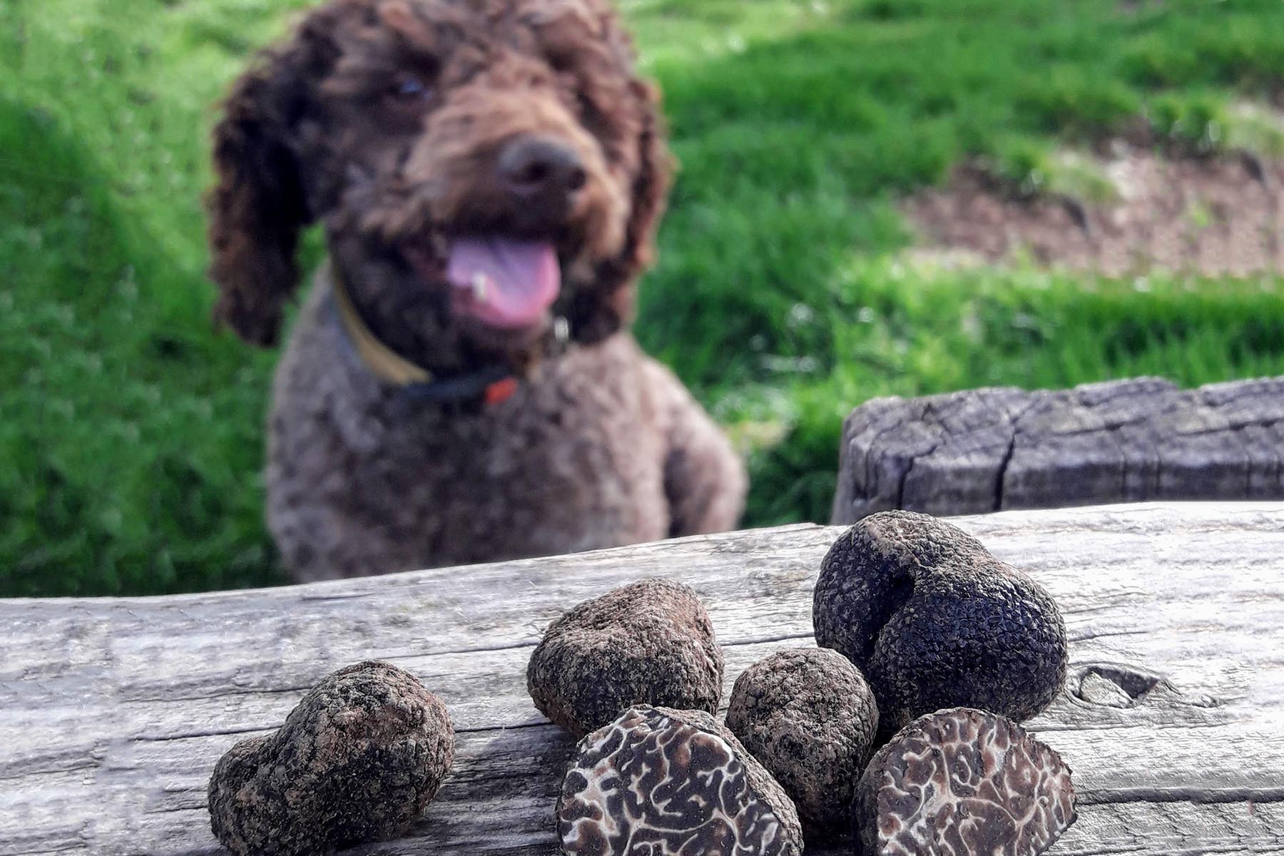 Best Dogs for Truffle Hunting: Top Breeds for Expert Foraging