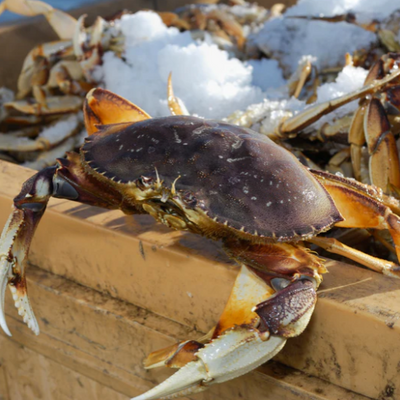 ¿Es seguro pedir mariscos en línea?