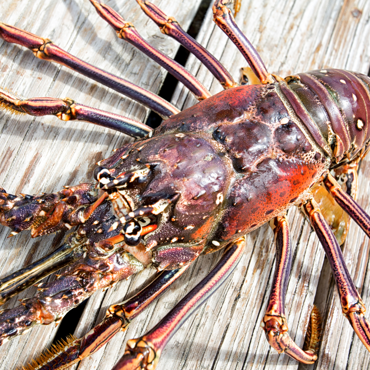 Australian Live Lobster 1kg.