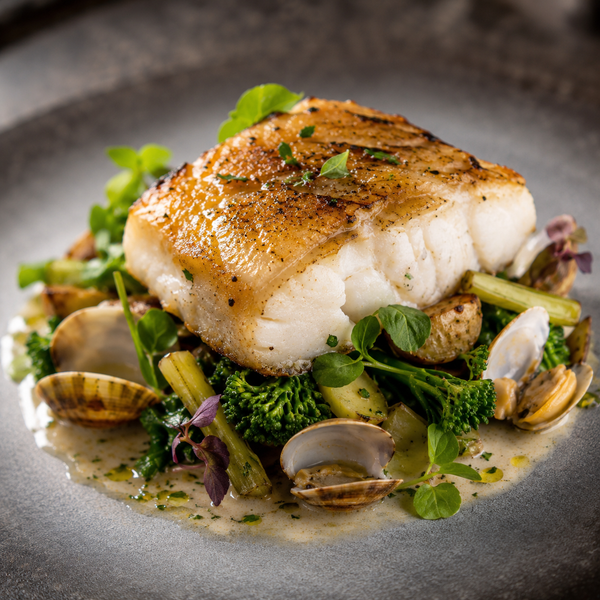 Cod Fish from Gulf of Maine