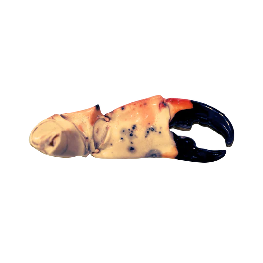 Large Stone Crab Claws. Buy at Stone Crab Club.com.