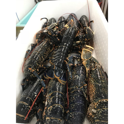 European Blue Lobster Frozen